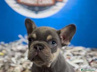 Bulldog Francés perros Bulldog francés exótico - Anuncio 10