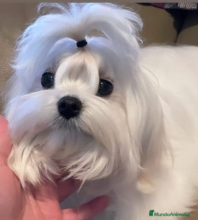Bichón Maltés perros CAMADA DE BICHÓN MALTES COREANO TOY - Anuncio 1