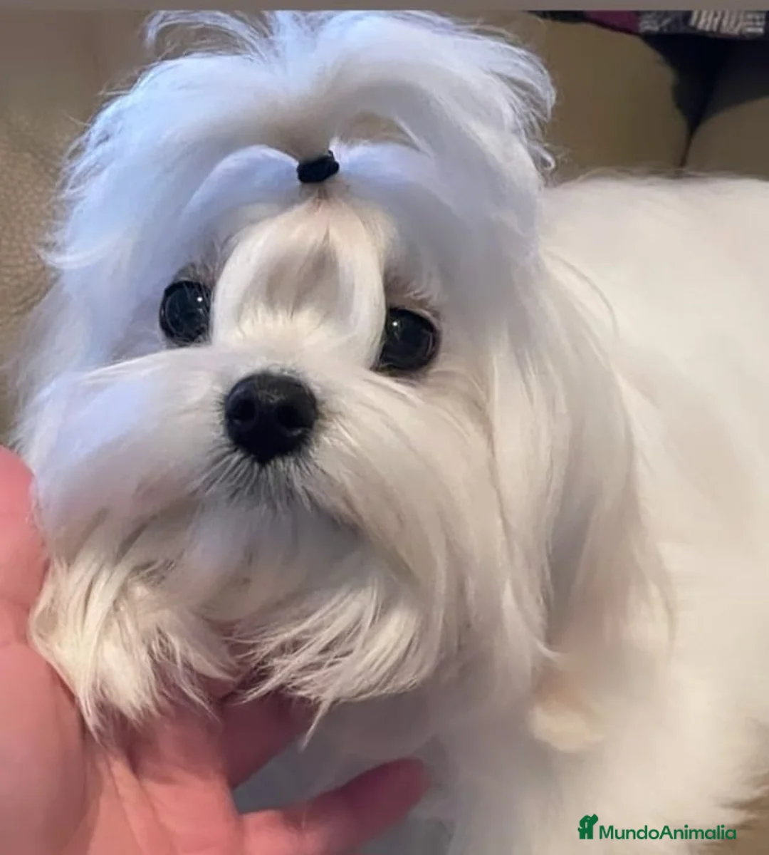 Bichón Maltés perros en venta: CAMADA DE BICHÓN MALTES COREANO TOY - Anuncio 1