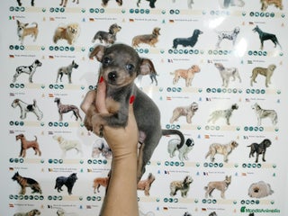 Pinscher Miniatura perros en Badajoz - Anuncio 36