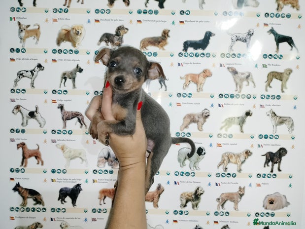 Pinscher Miniatura perros Mini pinscher en Badajoz - Anuncio 2