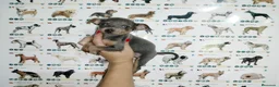 Pinscher Miniatura perros en venta: Mini pinscher  en Badajoz - Anuncio 1