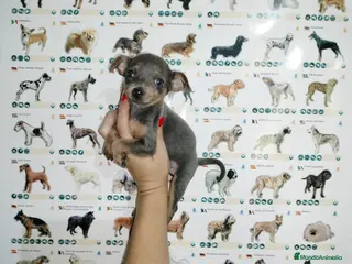 Pinscher Miniatura perros Mini pinscher en Badajoz - Anuncio 39