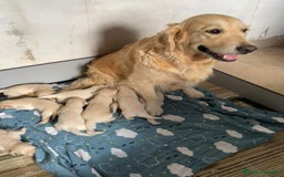Golden Retriever perros en venta: Golden retriebes bebes  - Imagen 1