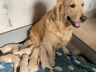 Golden Retriever perros - Anuncio 5