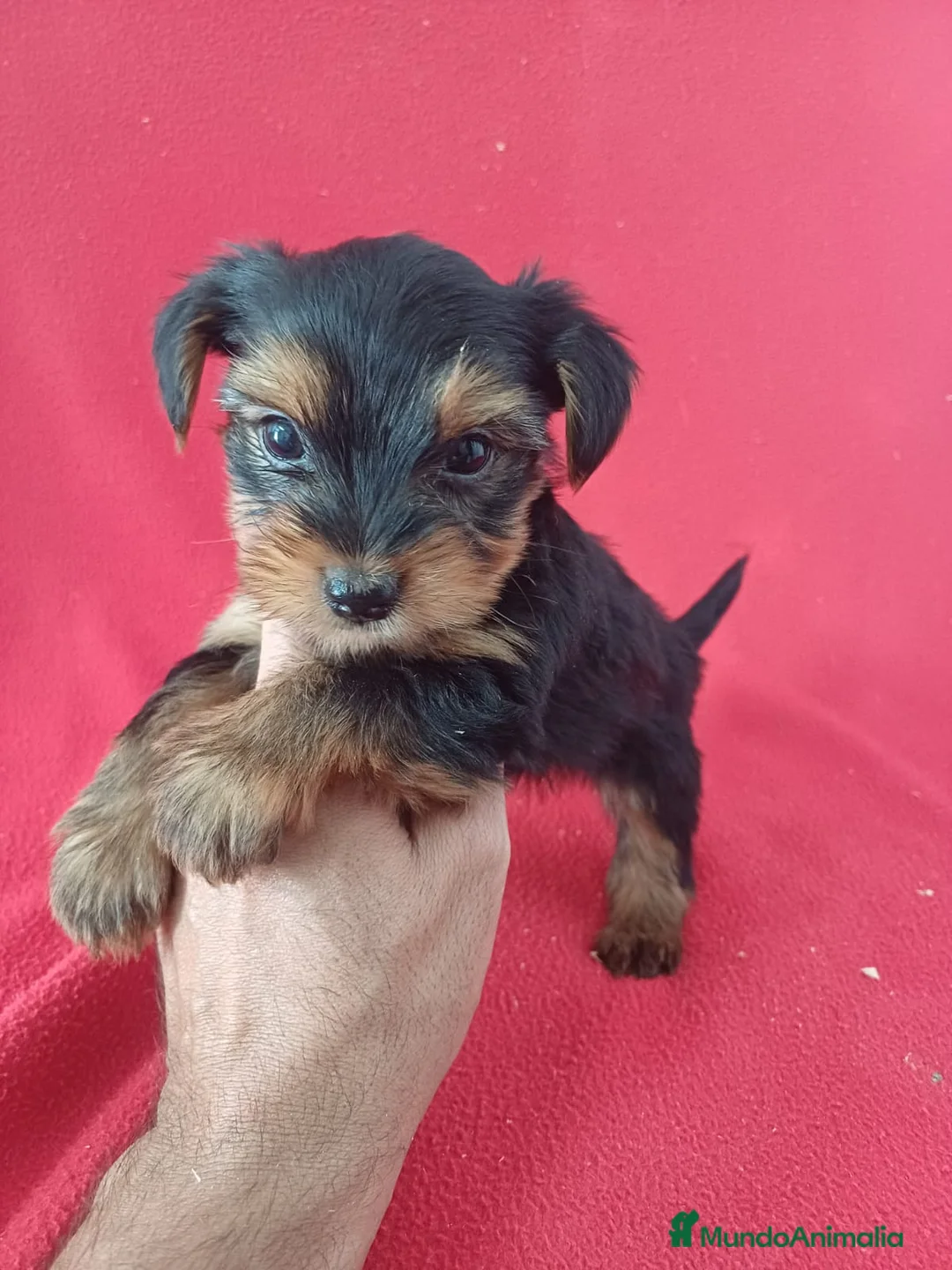 Yorkshire Terrier perros en venta: Yorkshire Terrier Standar  - Anuncio 2