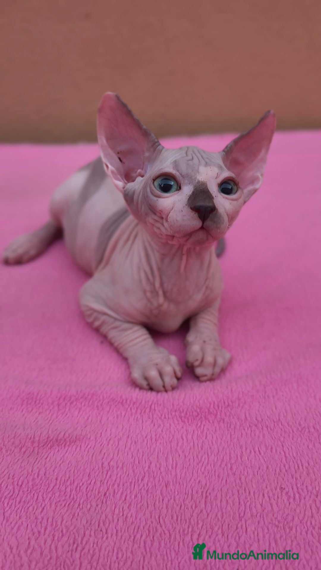 Sphynx gatos Precioso machito  - Anuncio 1