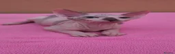 Sphynx gatos en venta: Precioso machito  - Anuncio 1