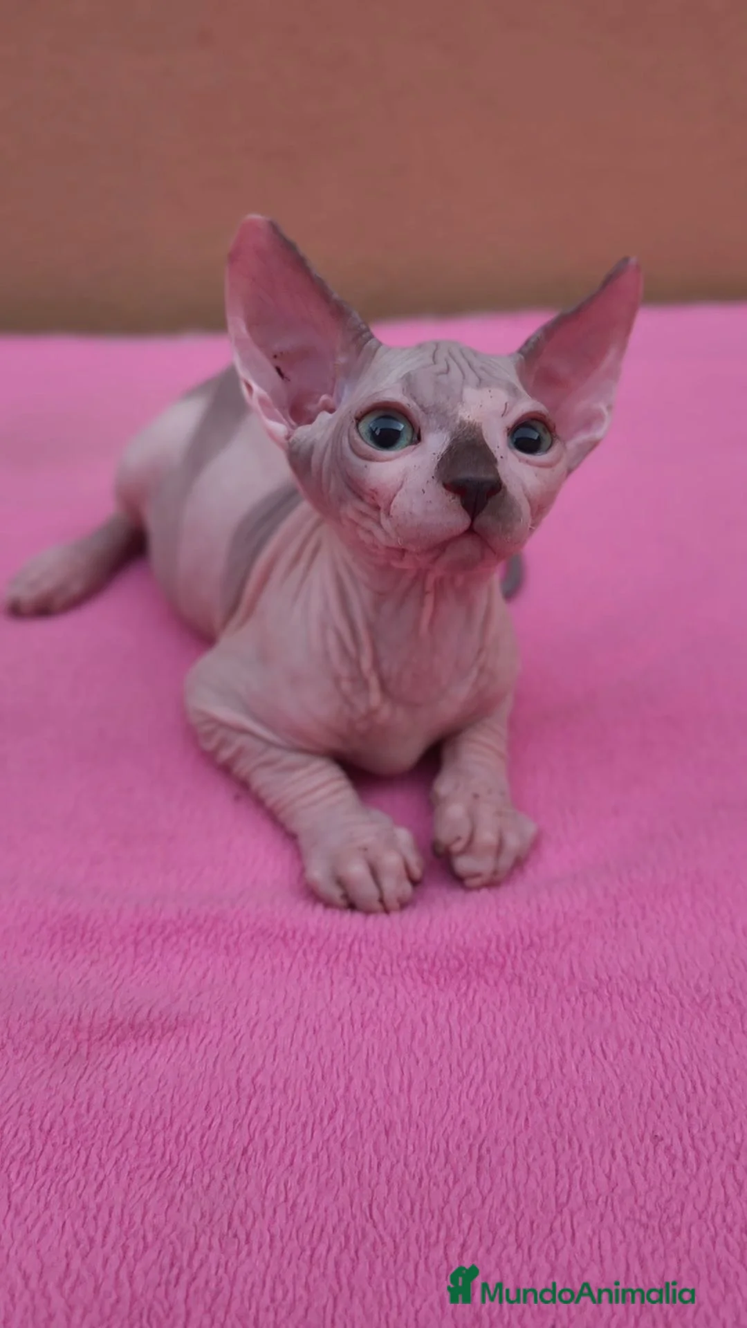 Sphynx gatos en venta: Precioso machito  - Anuncio 1