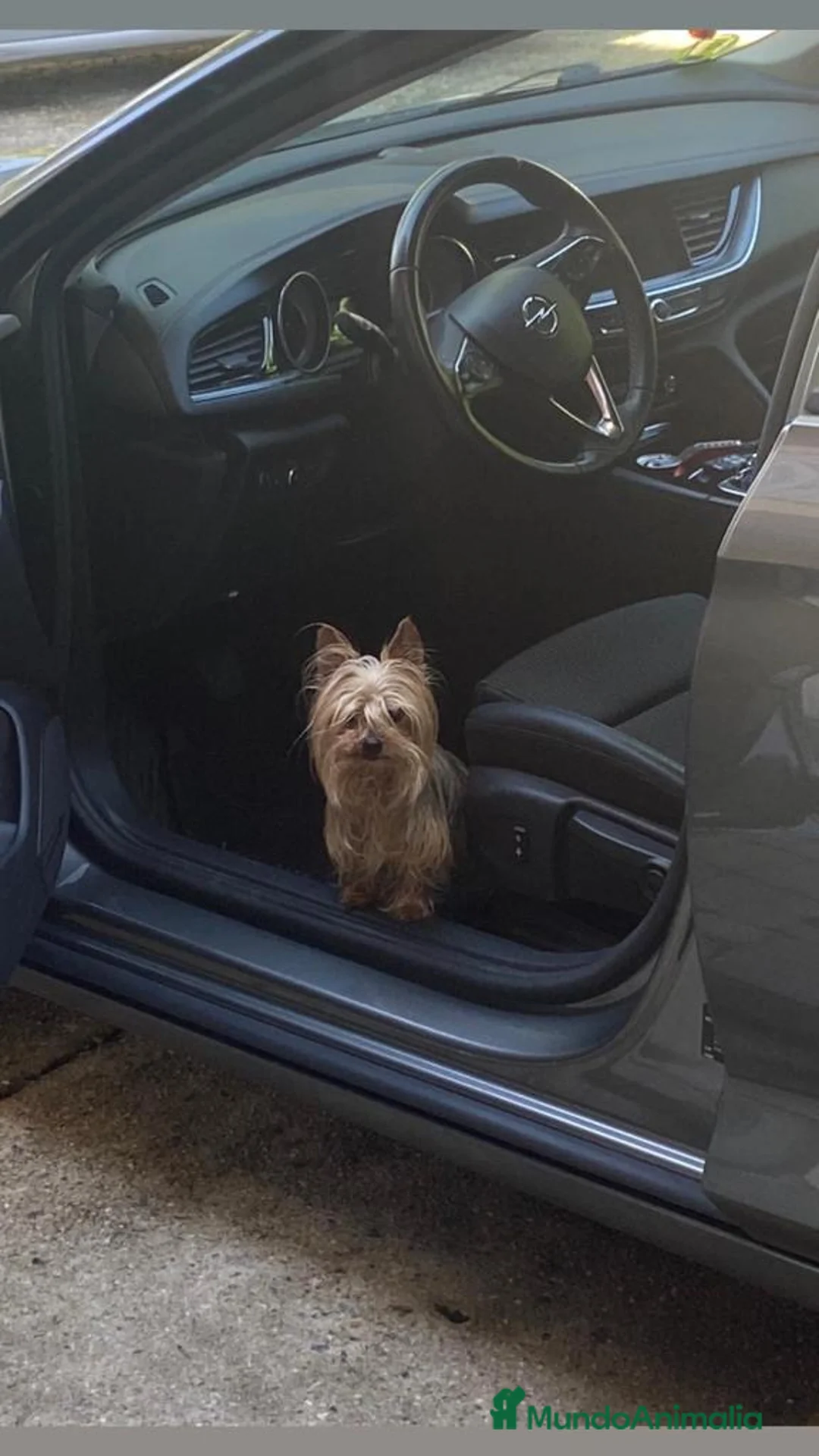 Yorkshire Terrier perros en venta: Yorksixri toy  en La Rioja - Anuncio 9