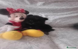 Pomerania perros en venta: Hembra de pomerania toys  - Imagen 1