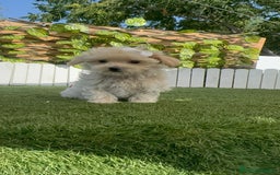 Maltipoo perros en venta: MALTIPOO  - Imagen 5