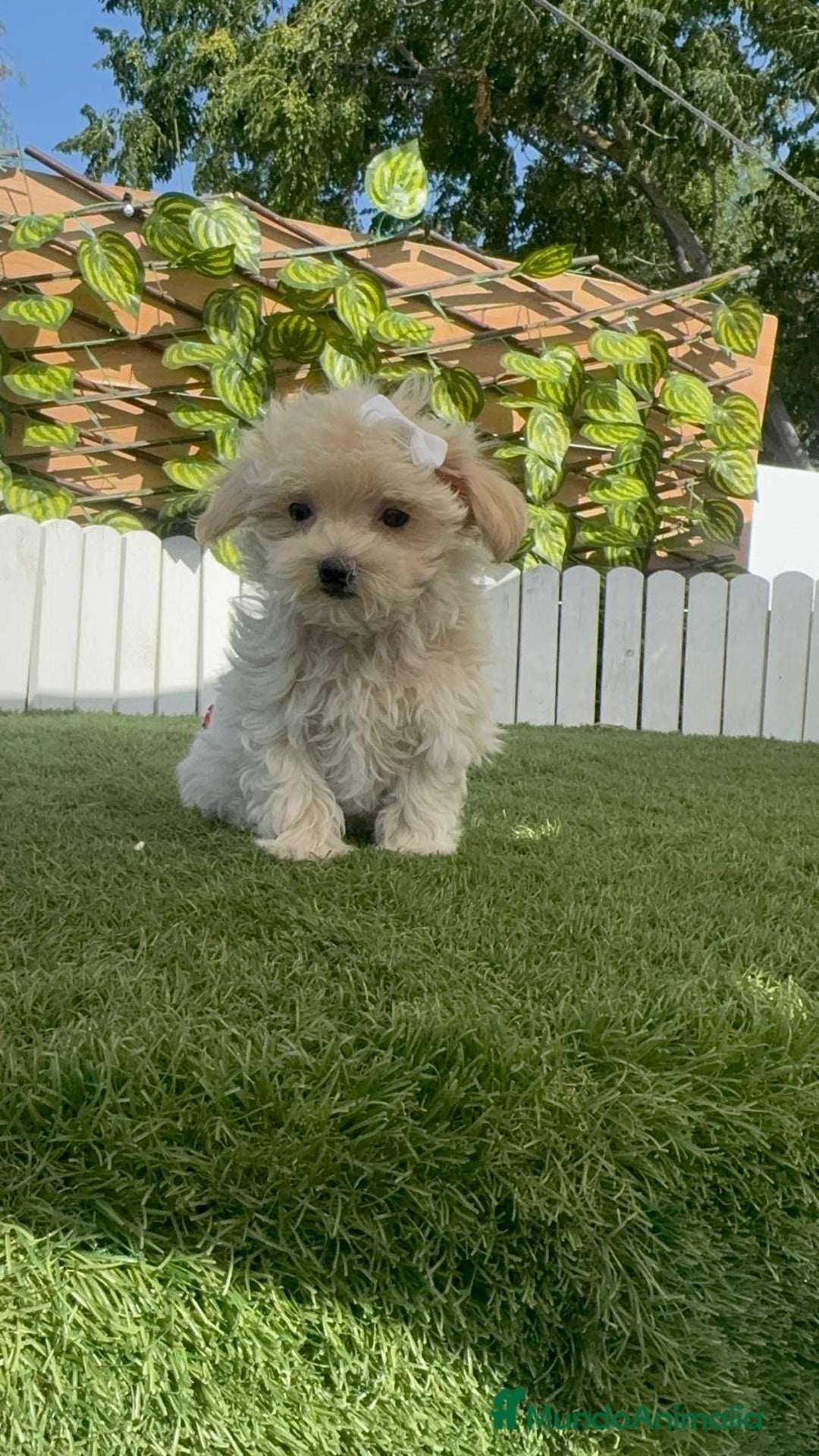 Maltipoo perros en venta: MALTIPOO  - Imagen 5