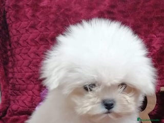 Bichón Maltés perros BICHON MALTÉS TOY - Anuncio 1