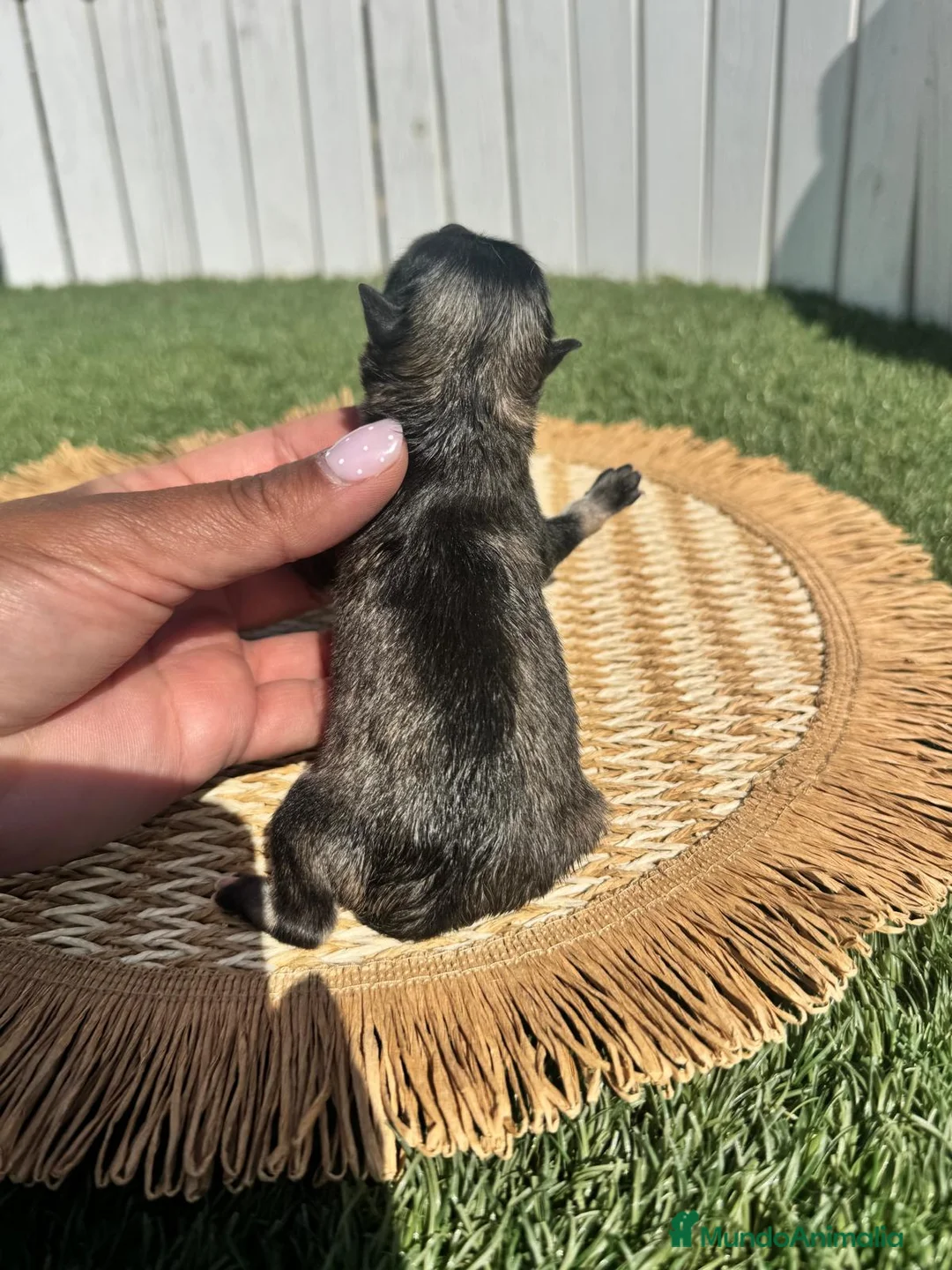 Pomerania perros en venta: POOMERANIA - Anuncio 2