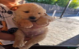 Golden Retriever perros en venta: Golden Retriever  - Imagen 2