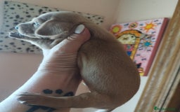 Teckel perros en venta: TECKEL PURA RAZA  - Imagen 3