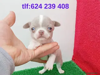 Chihuahua perros IMPRESIONANTE CHIHUAHUA LINEA TOY - Anuncio 2