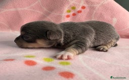 Chihuahua perros en venta: Chihuahuas hembras - Imagen 5
