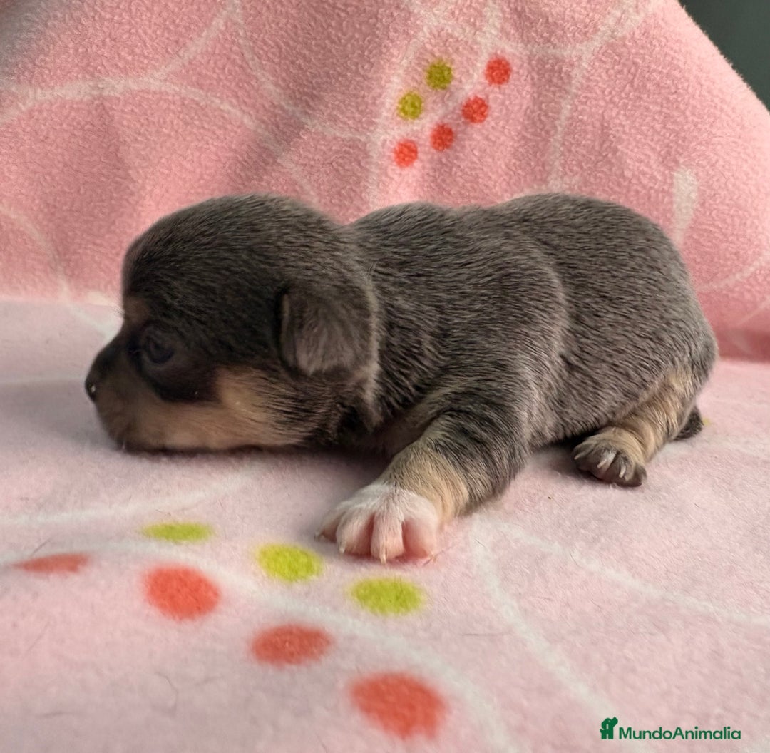 Chihuahua perros en venta: Chihuahuas hembras - Imagen 5
