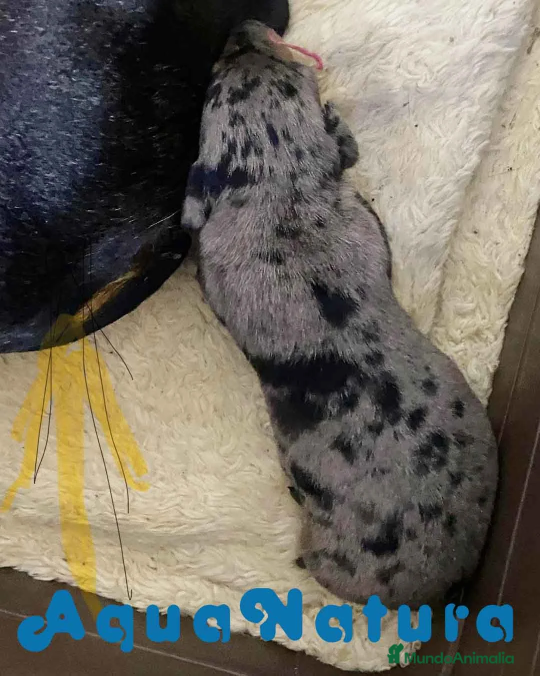 Teckel perros en venta: Camada Teckel de Tita Junior y Tilo - AQUANATURA en Barcelona - Anuncio 3