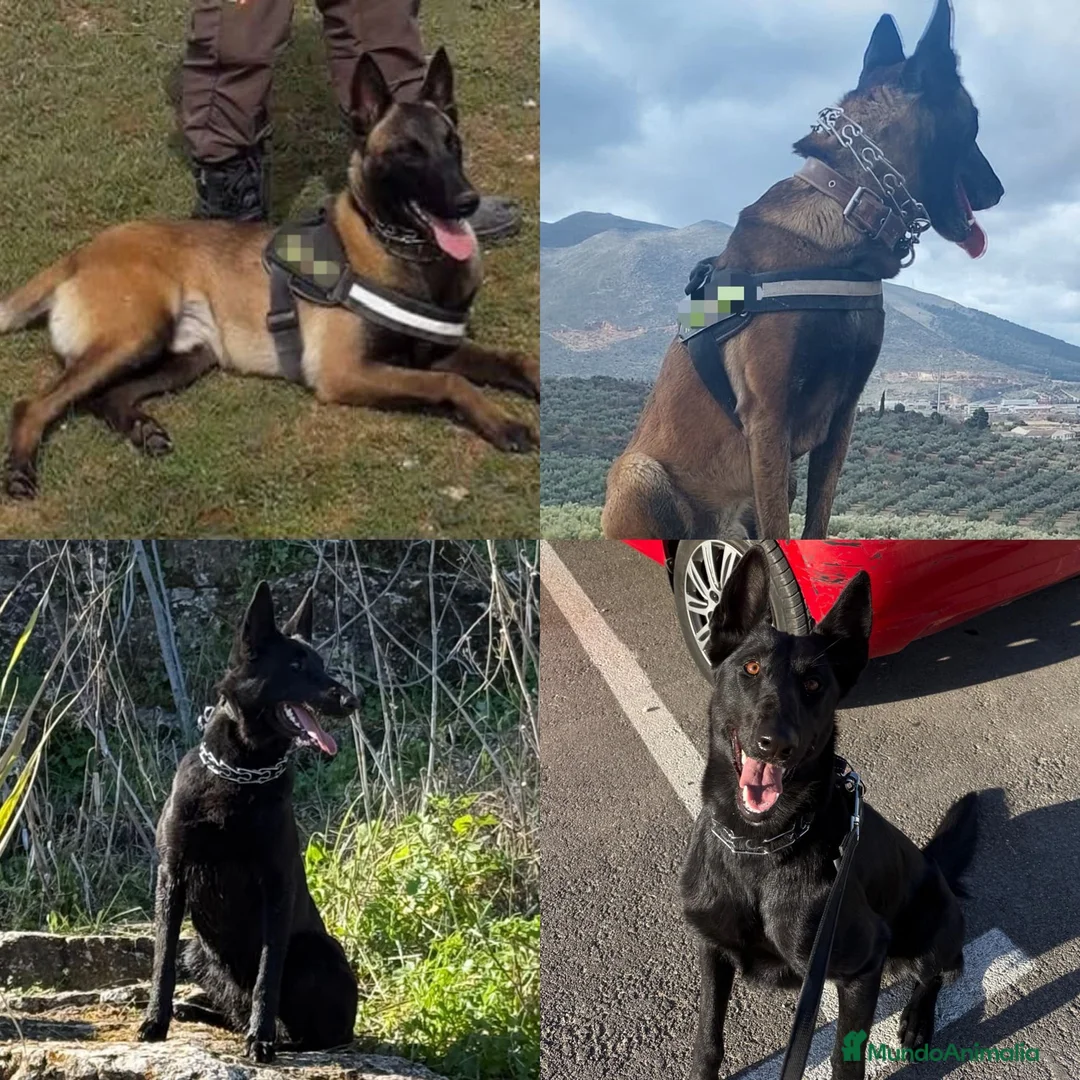 Pastor Belga Malinois perros en venta: Pastor belga malinois de calidad  - Anuncio 7