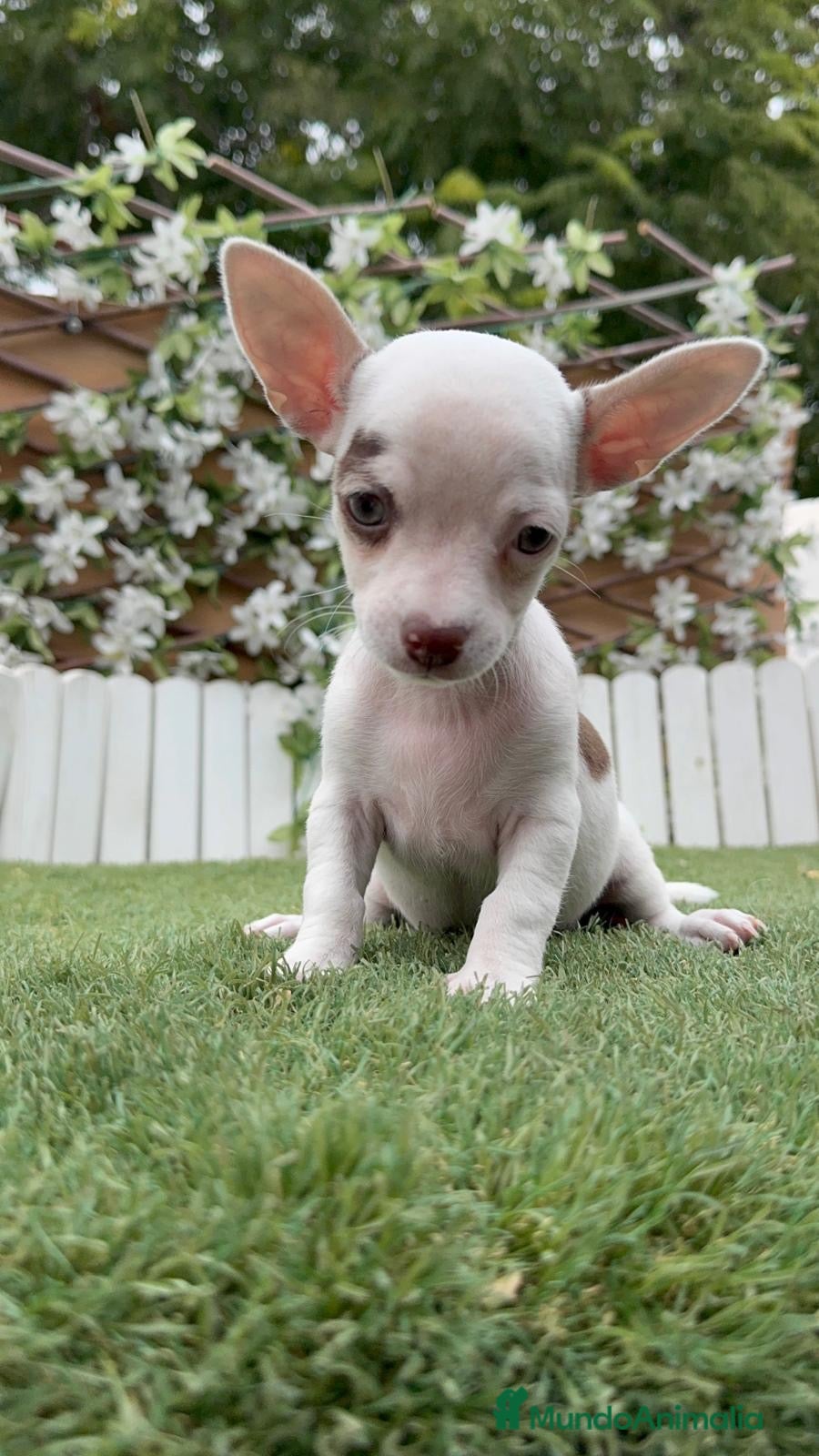 Chihuahua perros CHIHUAHUA MACHO - Anuncio 2