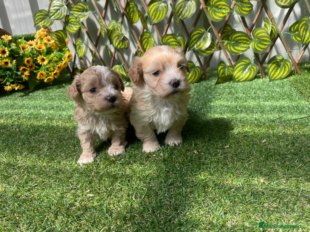 Maltipoo perros en venta: Camada de maltipoo en Almería - Anuncio 3