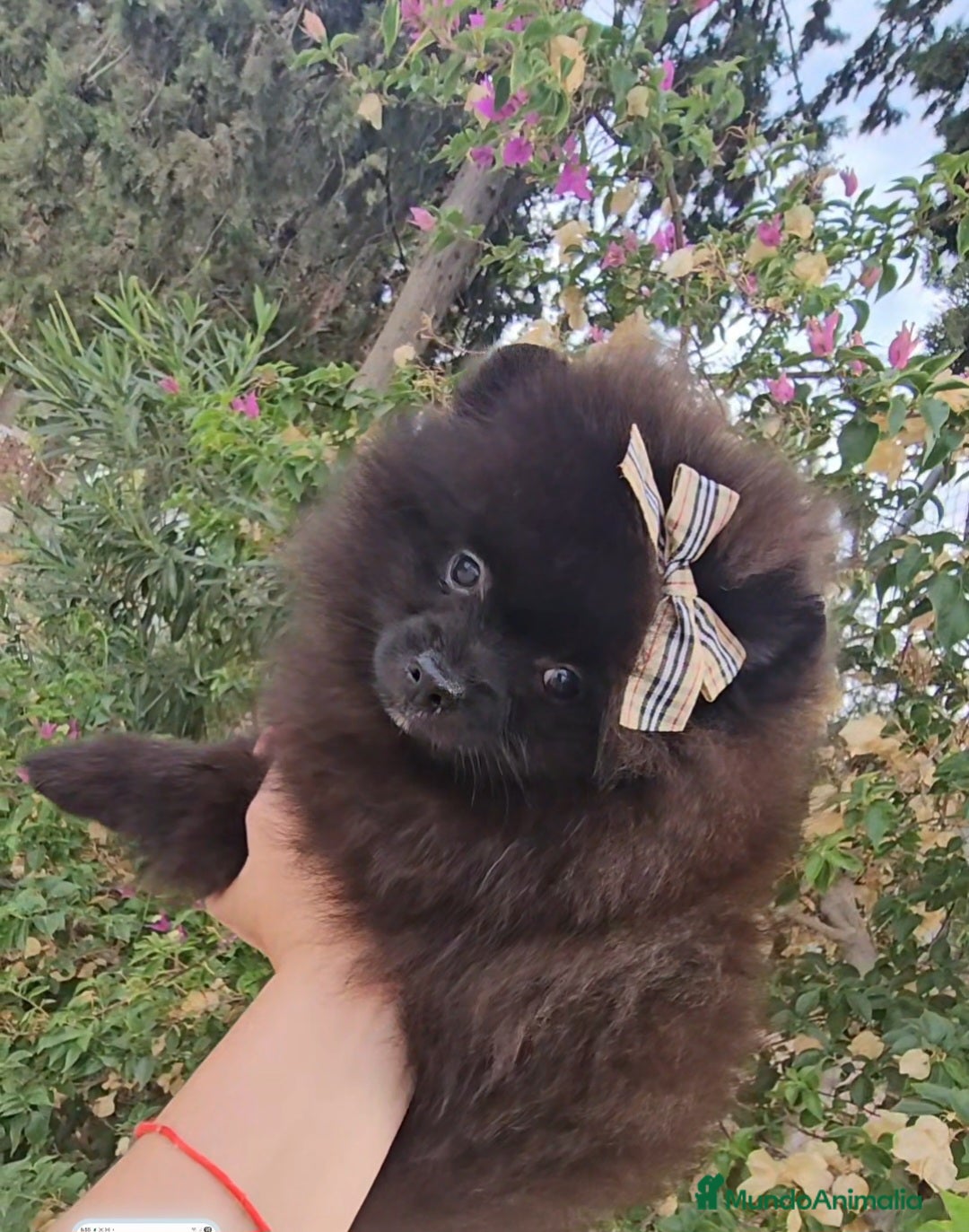 Pomerania perros en venta: Cachorritos exoticos  - Imagen 9