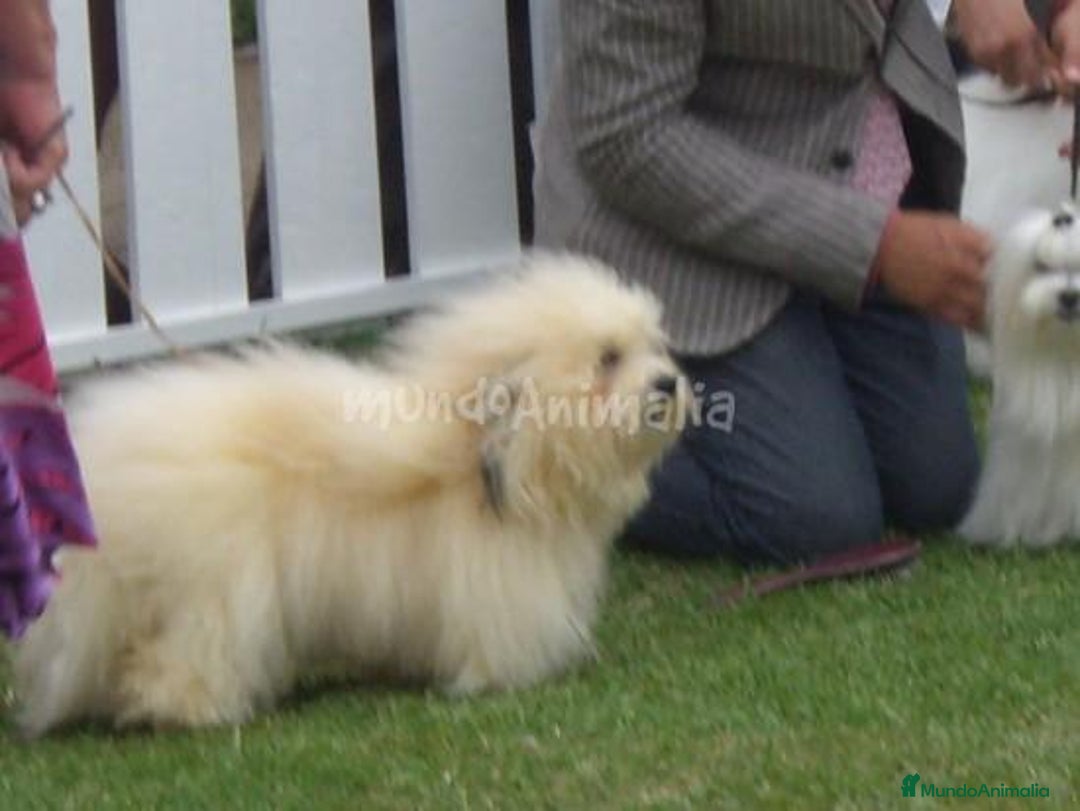 Imagen de galería {{count}}