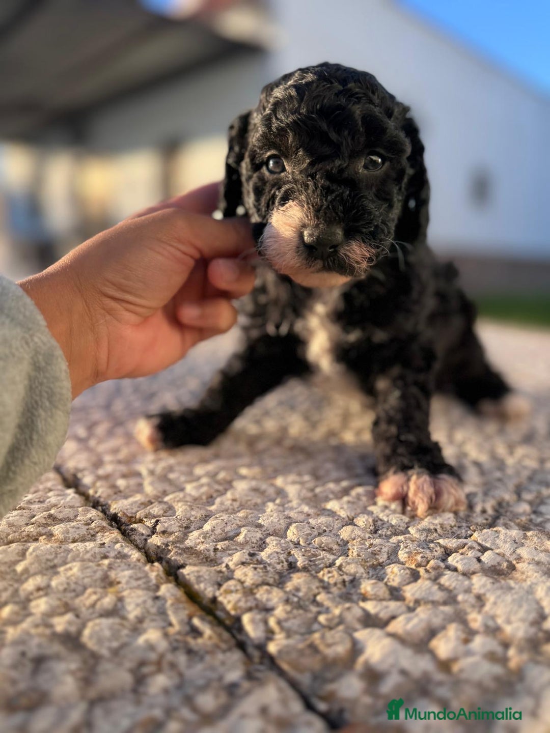 Perro de Agua Español perros en venta: PERRO DE AGUA HEMBRA RABONA - Anuncio 3