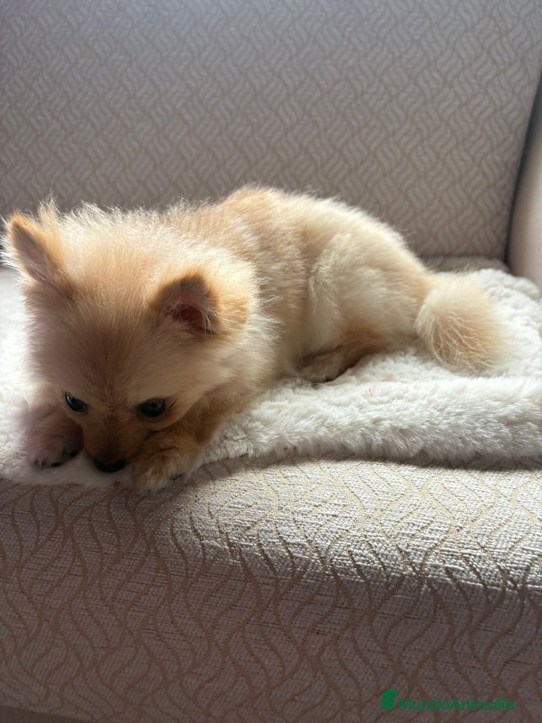 Pomerania perros en venta: pomerania toy tiene 9 meses pesa 2 kilo 200 gramos - Anuncio 2