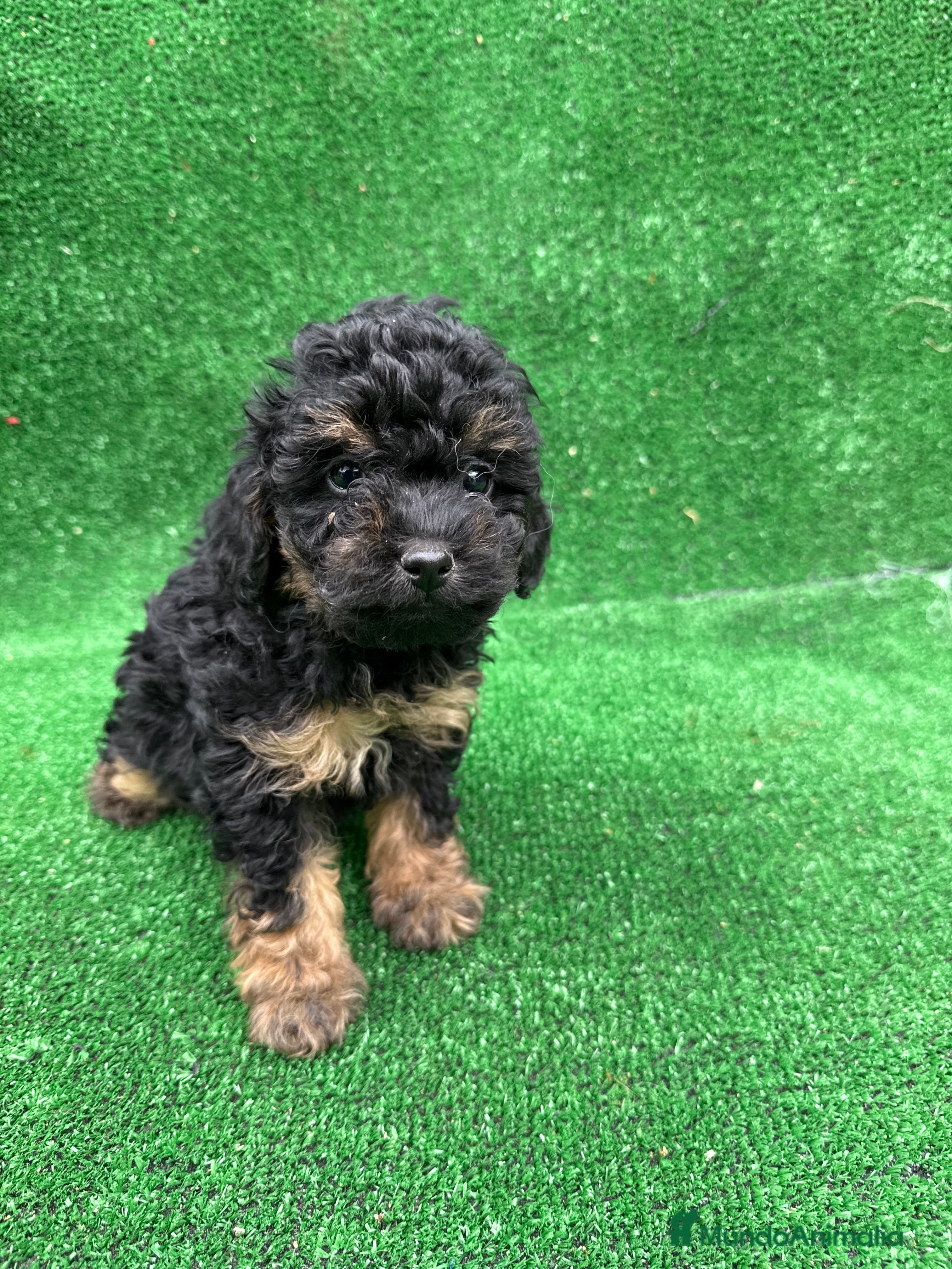 Caniche Toy perros CANICHE PHANTOM TOY - Anuncio 20