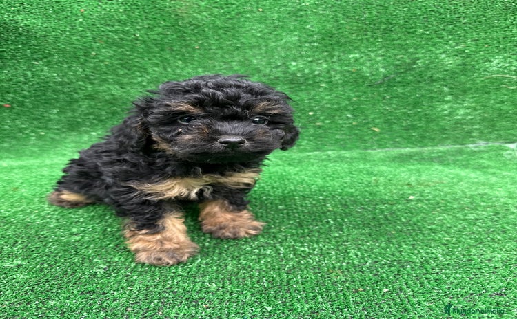 Caniche Toy perros CANICHE PHANTOM TOY - Anuncio 1