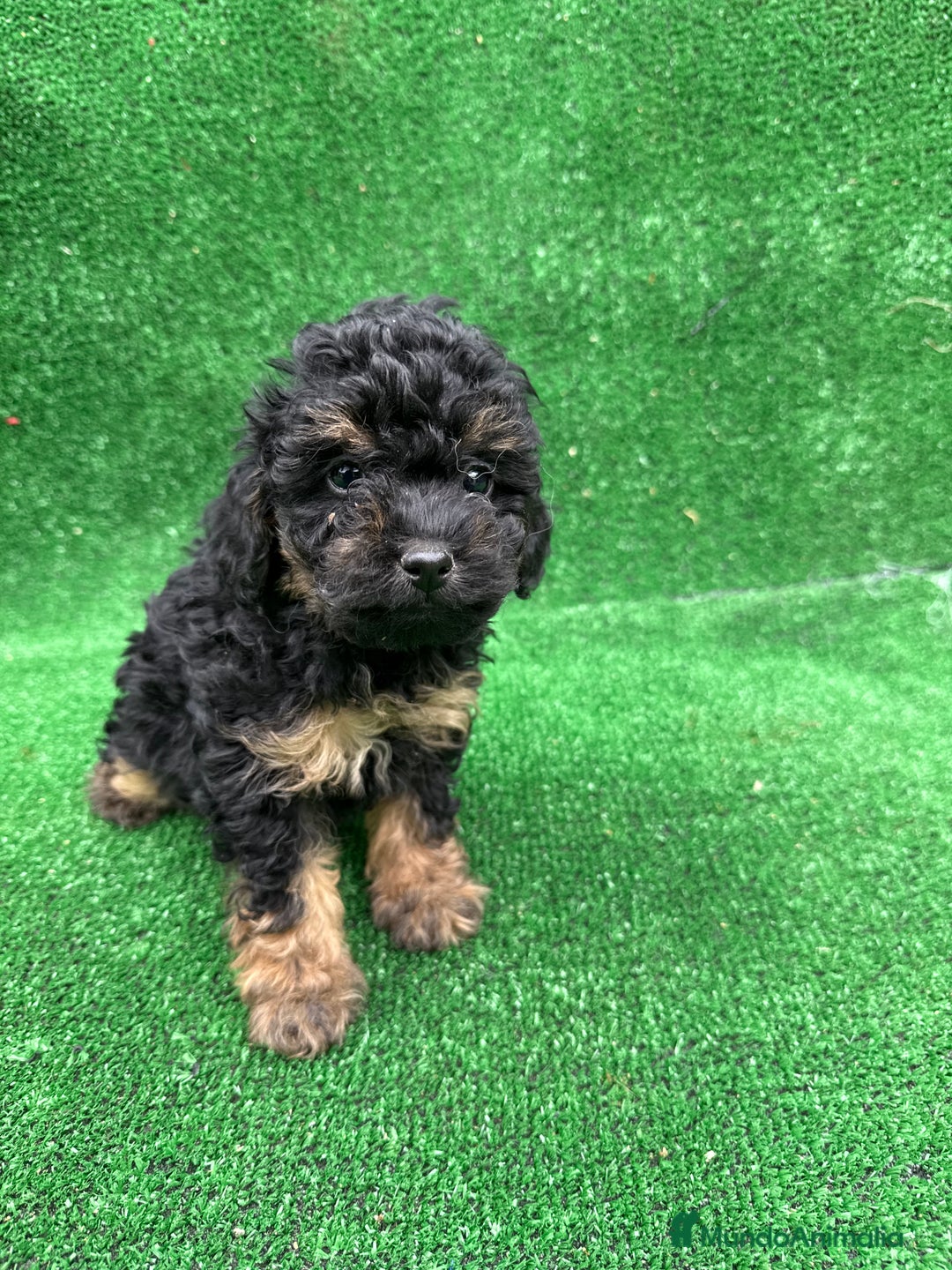 Caniche Toy perros en venta: CANICHE PHANTOM TOY - Anuncio 1