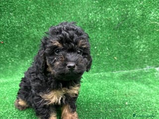 Caniche Toy perros CANICHE PHANTOM TOY - Anuncio 39