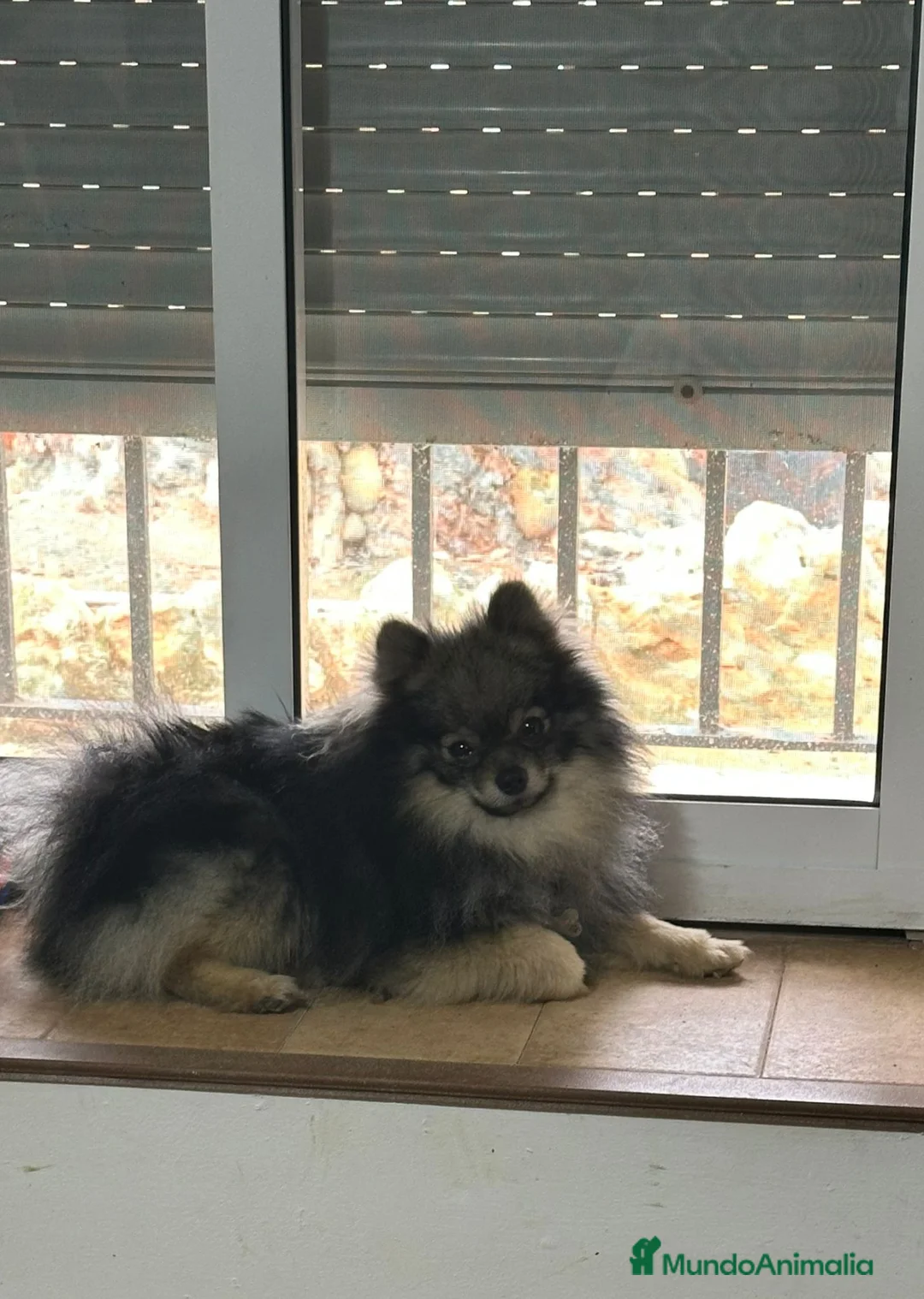 Pomerania perros en venta: Pomerania Macho 4 meses - Anuncio 2