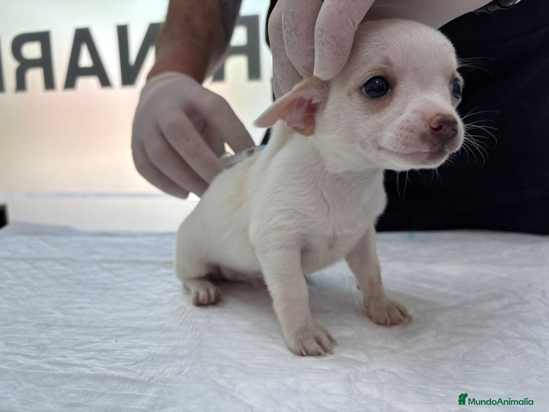 Chihuahua perros en venta: Chihuahua mini  - Imagen 3