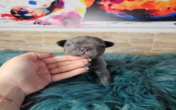 Bulldog Francés perros en venta: Bulldog francés blue y lilac - Imagen 6