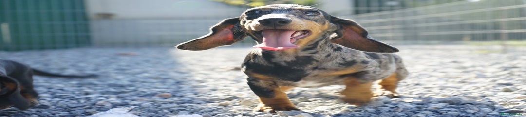 GREGORIO