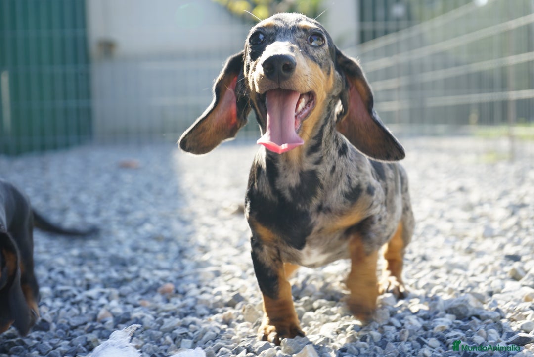 Teckel Miniatura perros en venta: ✨ Teckel miniatura · 🐶 Gregorio - Imagen 1