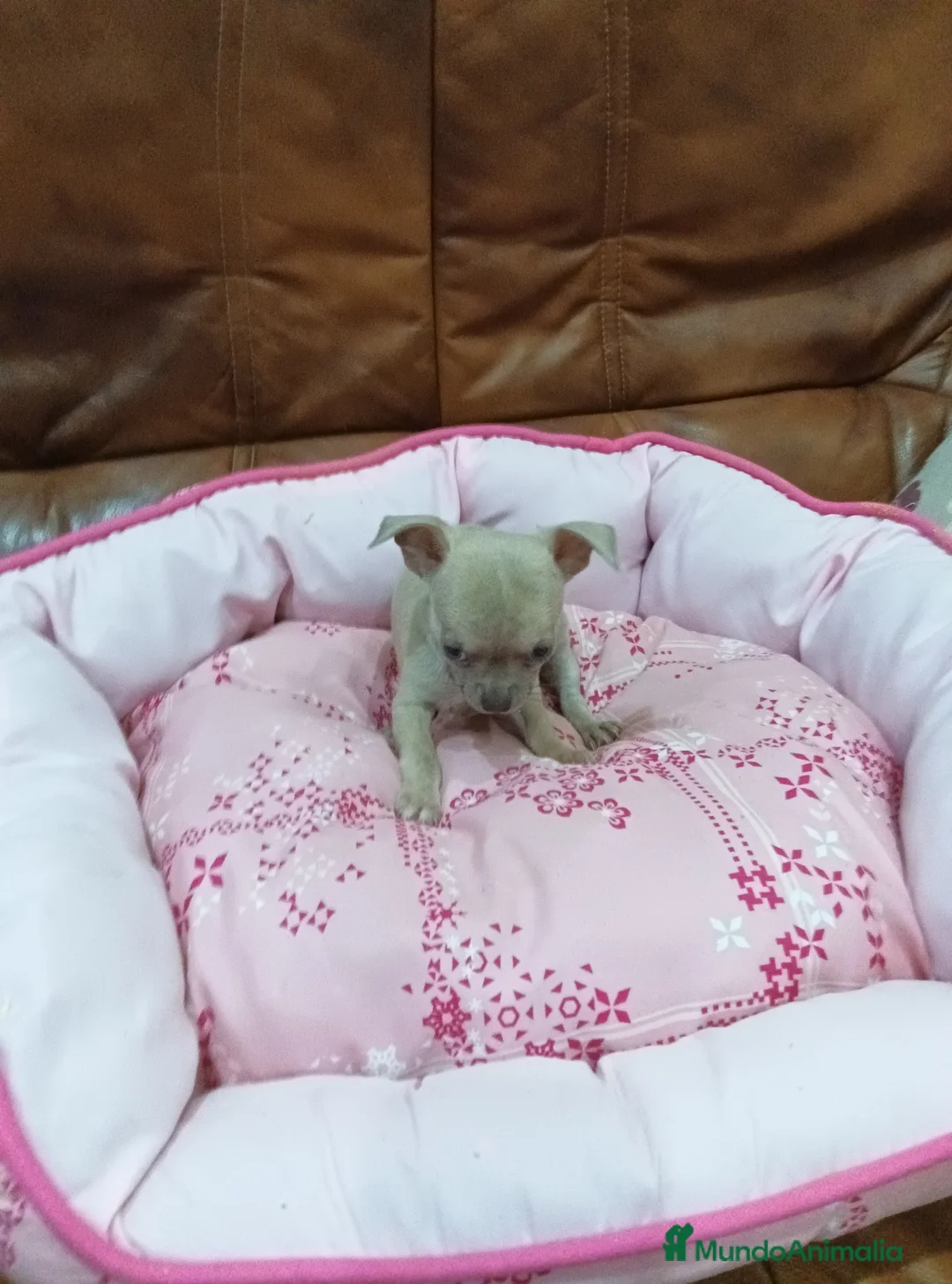 Chihuahua perros en venta: CHIHUAHUA TOY  - Anuncio 7