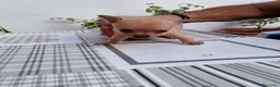 Chihuahua perros en venta: 2 machos de Chihuahua económicos - Anuncio 2