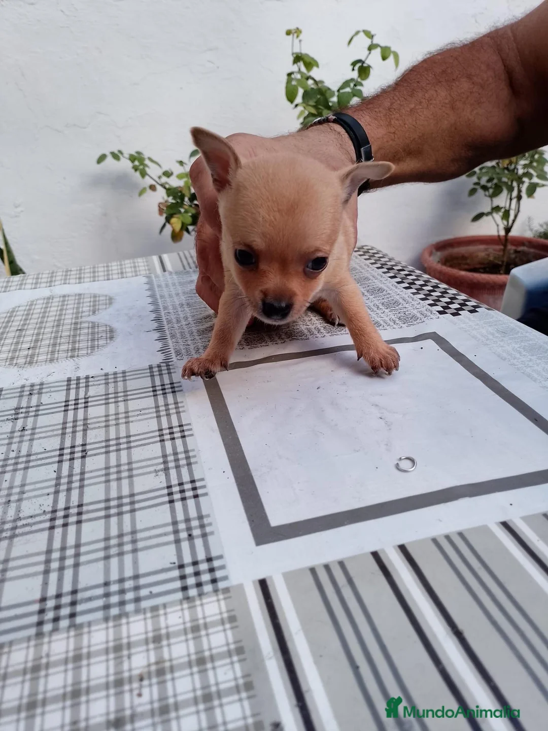 Chihuahua perros en venta: 2 machos de Chihuahua económicos - Anuncio 2