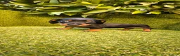 Teckel Miniatura perros en venta: camada teckel miniatura  pelo basto corto    - Anuncio 2