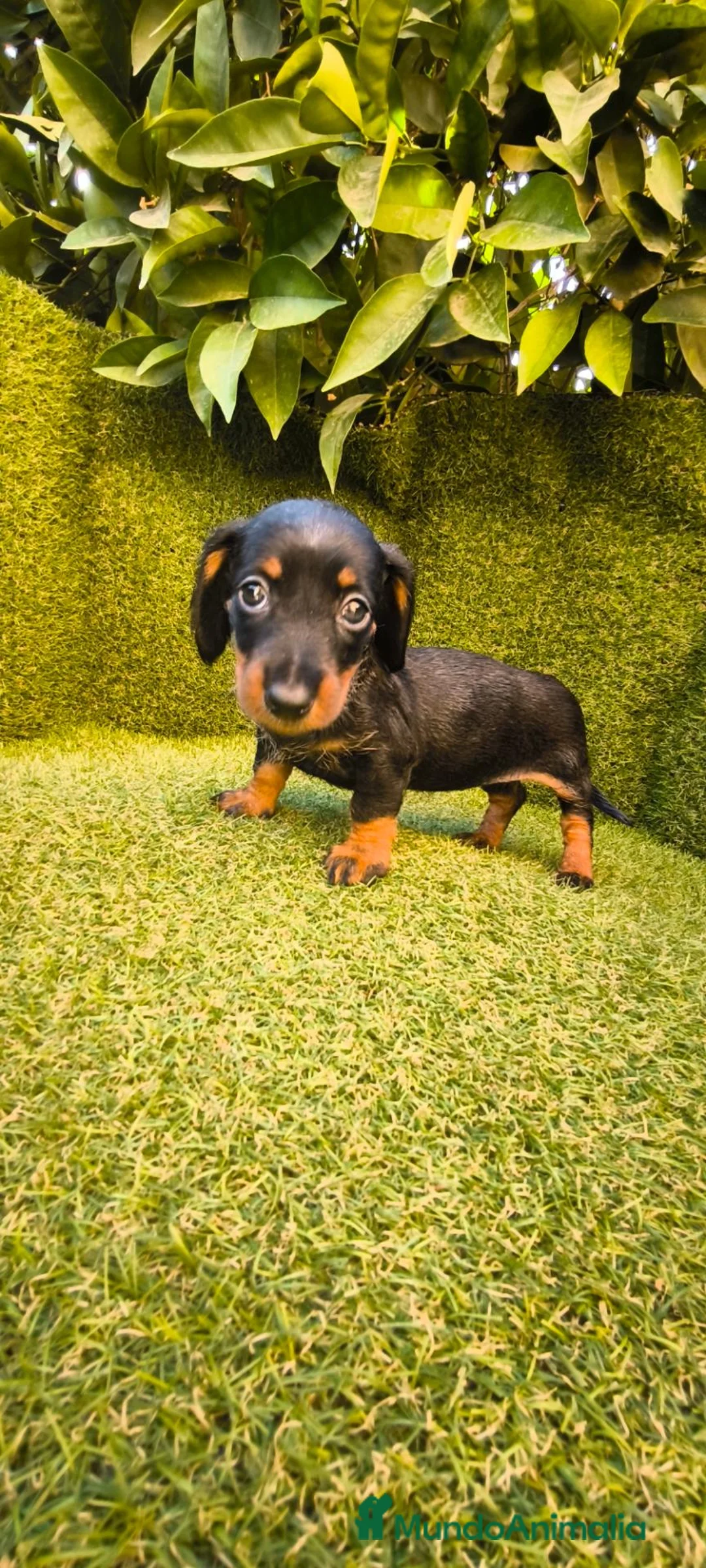 Teckel Miniatura perros en venta: camada teckel miniatura  pelo basto corto    - Anuncio 2