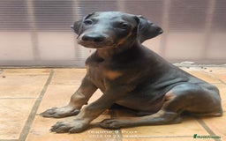 Dobermann perros en venta: Doberman blue  - Imagen 2