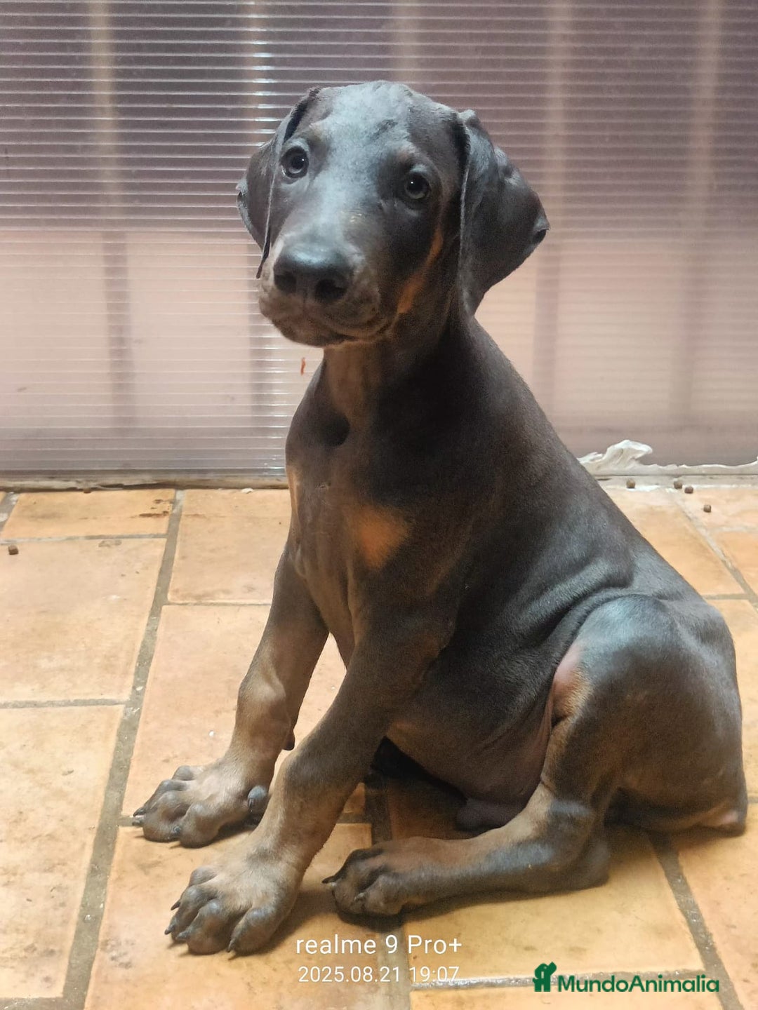 Dobermann perros en venta: Doberman blue  - Imagen 2