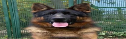 Pastor Alemán perros en venta: Macho de Pastor Alemán  - Anuncio 1
