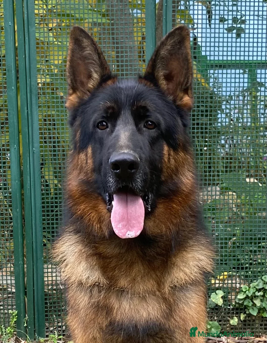 Pastor Alemán perros en venta: Macho de Pastor Alemán  - Anuncio 1